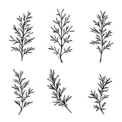 Elegant Rosemary Leaf Vector Line Art Illustration