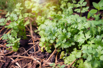 Vegetable garden on field against Sunlight in the morning background. Growing Organic Coriander. Cilantro grow under other plants in vegetable plot with straw covering the ground.
