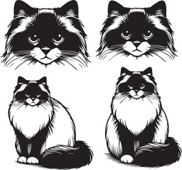 Black and White Ragdoll Cat Vector