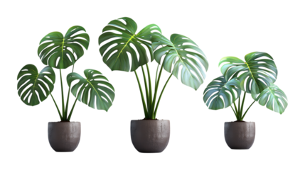 Pack of Monstera Plant in Pot Set Against Transparent Background for Home, Botanical, or Greenery Design Projects