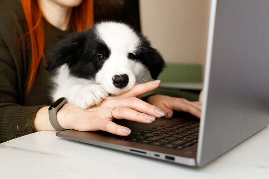 Happy black and white border collie dog puppy sitting on the hands on a white table with the owner in a green sweater near a grey laptop in the cafe on a sunny working day
