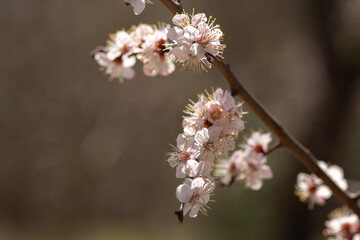 cherry blossom in spring