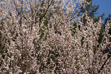 cherry blossom in spring