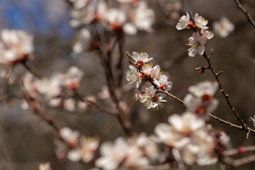 cherry blossom in spring