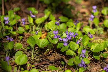 blue flowers in the garden