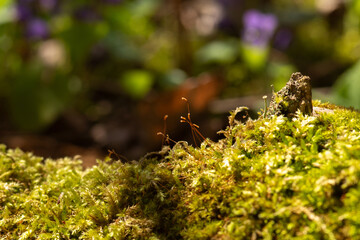 ant on a flower