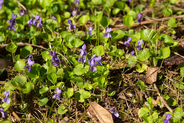 first spring flowers