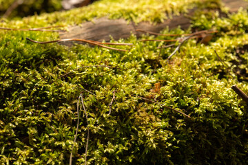 moss on the ground