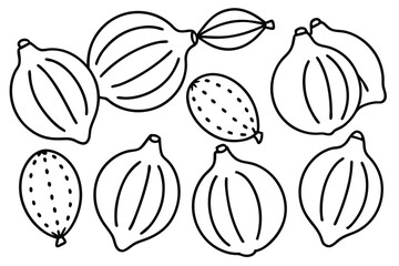 Lemon Squash Line Art Illustration Detailed Sketch for Artwork  