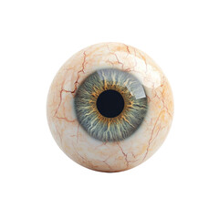 Close-up of a Realistic Human Eye with Visible Blood Vessels