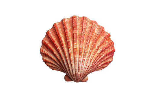 Stunning orange seashell on white background intricate details vibrant color ocean treasure summer isolated on transparent background