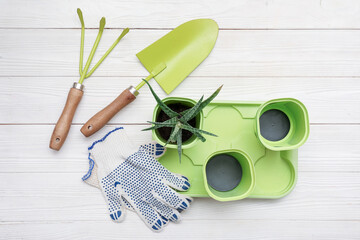 Succulent in pot and gardening tools on white wooden background. Top view