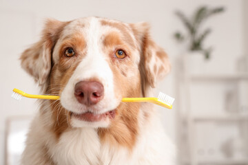Cute Australian Shepherd dog with toothbrush in vet clinic, closeup. Pet Dental Health Month