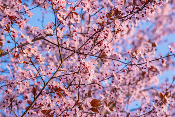Blooming cherry blossoms fill the frame with vibrant pink petals and fresh spring energy under a bright blue sky. Pink sakura blossoms on a sunny spring day. Selective focus
