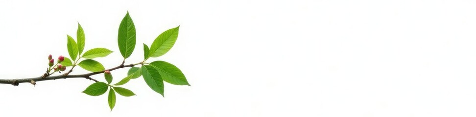 Fototapeta premium small isolated branch with leaves and buds on white background, green branch, small trees
