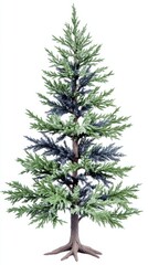 A perfectly symmetrical English yew tree stands tall and proud, showcasing its lush green and blue-tinged foliage against a stark white background, a timeless symbol of nature's