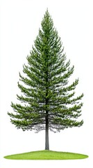 Fototapeta premium A perfectly symmetrical spruce tree stands tall on a small patch of vibrant green grass against a pristine white background showcasing its lush evergreen needles and elegant shape.