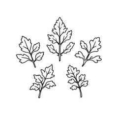 Elegant Parsley Leaf Vector Artwork for Designers