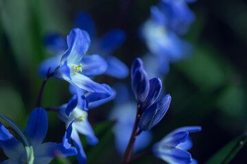  Śnieżnik (Chionodoxa Boiss.) Niebieski drobny kwiat kwitnący wiosną w ogrodzie. Glory of the...