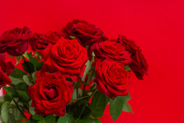 bouquet of red roses on a red background