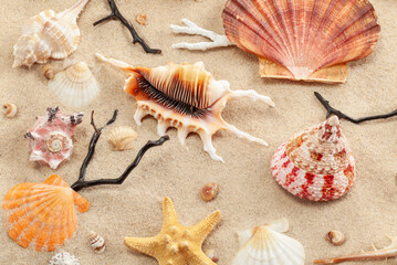 Unique and beautiful seashells, corals, and a starfish arranged on sand. The diversity of shapes,...