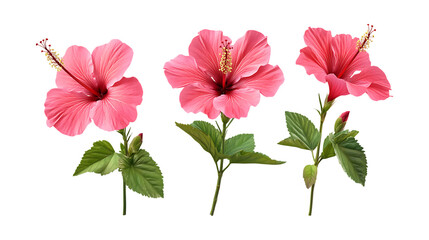 Pack of Hibiscus set of Three Different Poses set Against Transparent Background for Tropical Branding, Garden Design, or Nature Promotion Projects