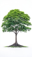 A majestic giant rainforest Ceiba tree stands tall and proud with its extensive root system visible against a clean white background showcasing its lush green canopy.