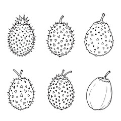 Marang Vector Line Art Unique Tropical Fruit Design