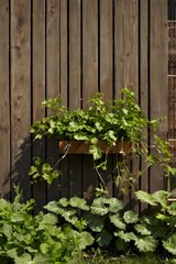 A plant is growing in a wooden box on a fence