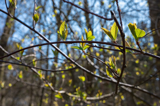 Young leaves of bird cherry tree in forest against blue skx. Soft selective focus