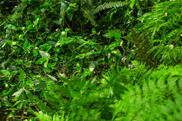 Blechnum plant in a tropical forest