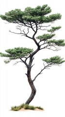 A solitary desert acacia tree stands tall against a stark white background showcasing its unique twisted trunk and lush green canopy in detailed isolation.