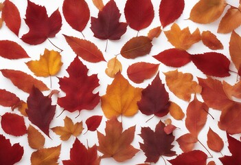 png autumn red transparent border isolated leaves frame various variety leaf type cut closeup pear poplar element maple vibrant white brown seasonal linden background aspen assortment different