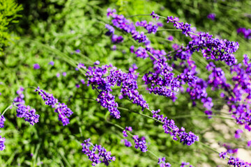 Purple lavender bushes close up
