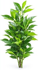 Fototapeta premium A vibrant young avocado tree showcases its lush dark green leaves against a stark white background perfectly illustrating its healthy growth and vibrant foliage in a detailed