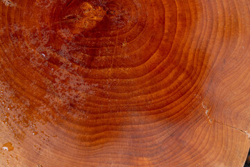 wet sawn cherry tree coated with oil, top view