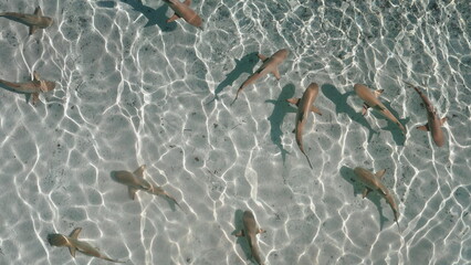 Big group of sharks swim in clear, shallow water. Sunlight dances on the ocean surface,...