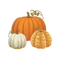 pumpkin isolated on white background