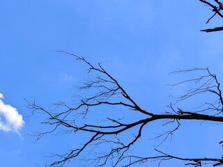 Black tree branches and twigs against a background of clear blue sky and a few white clouds