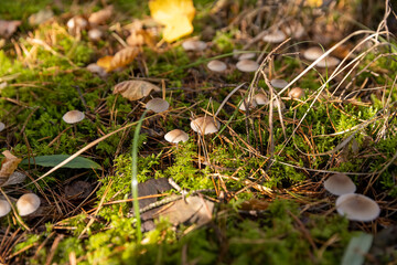 a dangerous mushroom growing in a dashing forest in the shade of trees, side view