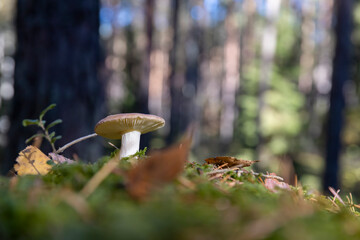 poisonous and dangerous mushrooms in the autumn season