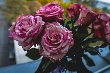 bouquet of pink roses