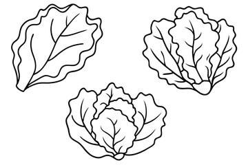 Lettuce Leaf Line Art Creative Design for Detailed Illustration Work 