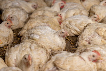 large number of fat, well-fed poultry chickens in a poultry farm for the production of chicken meat, poultry farm filled with poultry