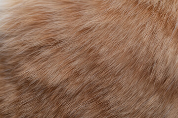 可愛い猫の毛並みをマクロレンズで撮影