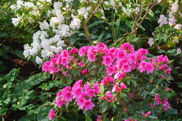 Pink and white japan Azalea Ericaceae bush in full bloom, rhododendron flower background. Evergreen...