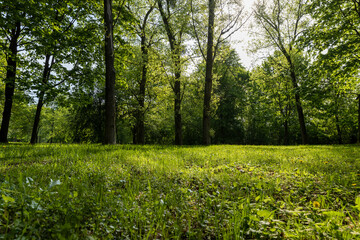 grass and trees with foliage in the summer, landscape with trees, side view, landscape photography