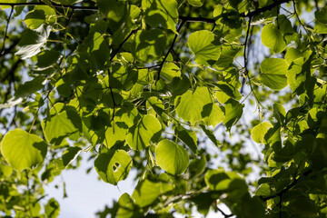 foliage of a linden tree in sunny weather, part of a linden tree with new foliage that grew in...