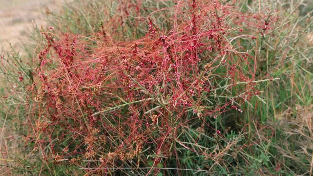 Cuscuta epithymum Parasitic Vine on Shrub with Twisting Red Stems and Tiny Flowers in Wild Habitat video