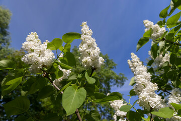 white lilac bushes, spring park with blooming white lilac flowers in the spring season, blue sky, side view